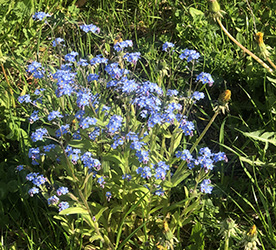 flores