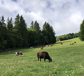 Vaches